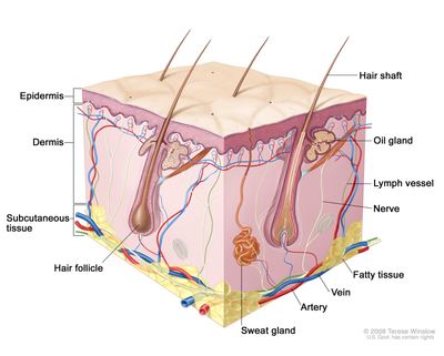 Dermatology of Virginia